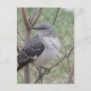 Search for mockingbird postcards Animal