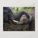 Search for affection postcards Nature