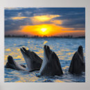 Search for bottlenose dolphin posters Cute
