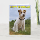Search for jack russell dog cards Terrier