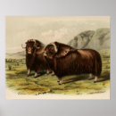 Search for muskox posters Oxen