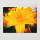 Search for lilie postcards For her