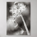 Search for medicinal herbs posters Plant