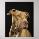 Search for pit bull terrier posters Animal