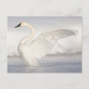 Search for anatidae Elizabeth boehm