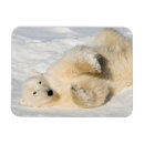 Search for hudson cards Bear