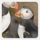 Search for atlantic puffin stickers Wildlife