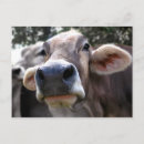 Search for beef cattle postcards Bull