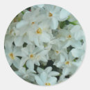 Search for narcissus stickers Floral