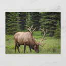 Search for canada national parks postcards Souvenir