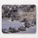 Search for migrating mousepads Herd