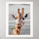 Search for horned mammal art Horns