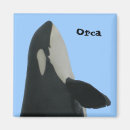 Search for orca whale magnets Orcas