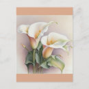 Search for calla postcards Lilies