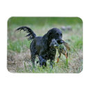 Search for flatcoat Retriever