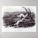 Search for weasel posters Mammal