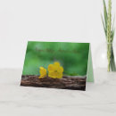 Search for condolances cards Mourning