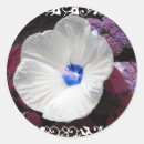 Search for blue hibiscus stickers Flowers