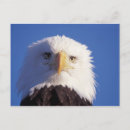 Search for balding postcards Profile