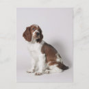 Search for springer postcards Animal