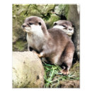 Search for cute otter posters Mustelids