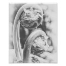 Search for black and white leaves posters Plant
