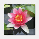 Search for waterlily magnets Flower