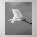 Search for black and white bird art Minimalist