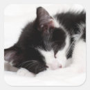 Search for lying down stickers Baby animals