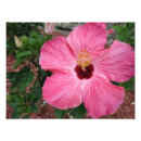 Search for hibiscus art Plant