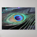 Search for peacock feather art Peacocks