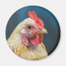 Search for chicken magnets Animals