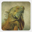 Search for green iguana stickers Cute