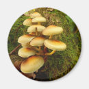 Search for fungus magnets Nature