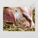 Search for farm pig postcards Hog