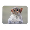 Search for gray squirrel magnets Animal