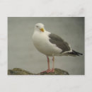 Search for gull postcards Ocean