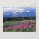 Search for fireweed postcards Yukon