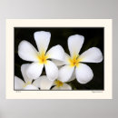 Search for aloha hawaii posters Flowers