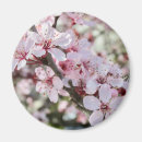 Search for stem magnets Flowers