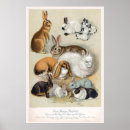 Search for vintage bunny rabbit posters Classic