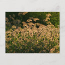 Search for wetlands postcards Texas