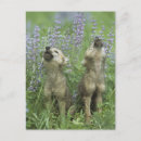 Search for wolf howling postcards Nature