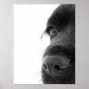 Search for white chocolate posters Dog