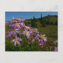Search for aster flower postcards Landscape