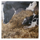 Search for cow and calf tiles Animal