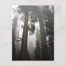 Search for giant tree postcards Trees