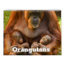 Search for orangutan calendars Nature