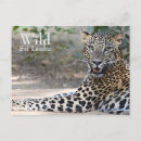 Search for leopard cat postcards Nature