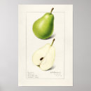 Search for pear posters Fruit